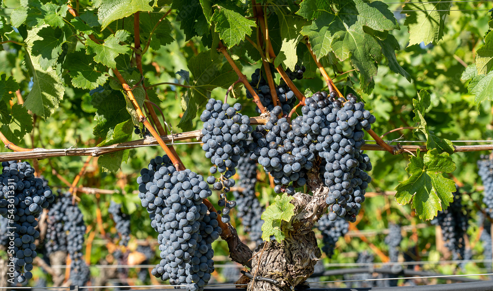Bunches of black grapes in the Italian vineyards