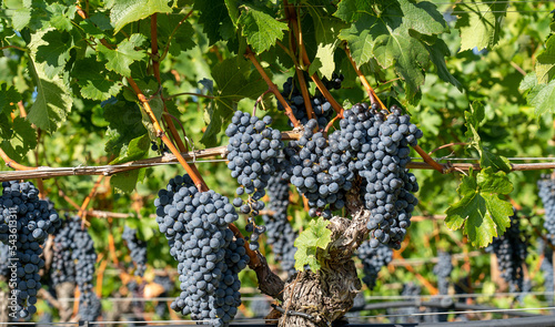 Bunches of black grapes in the Italian vineyards