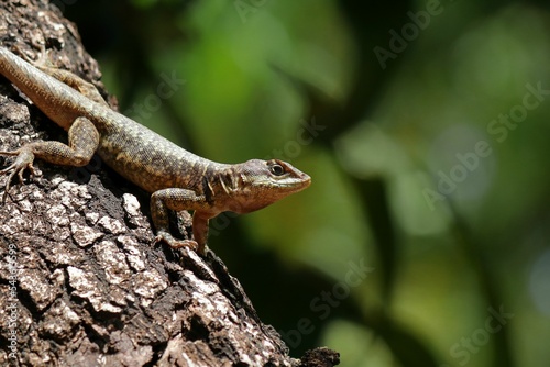 Closeup shot of Tropidurus torquatus Reptile on tree bark with blur green background photo