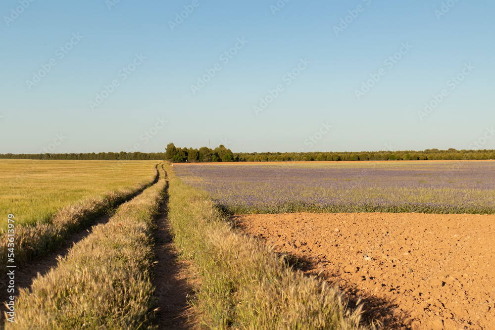 open field with blue flowers open field with blue flowers