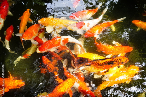fish