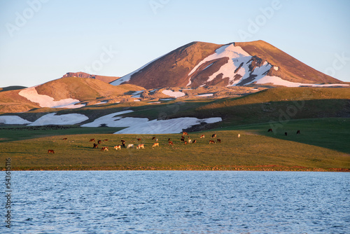 beautiful lake, Akna lake view at sunrise, Panorama of grazing cows in a meadow with grass, Kotayk, Armenia photo