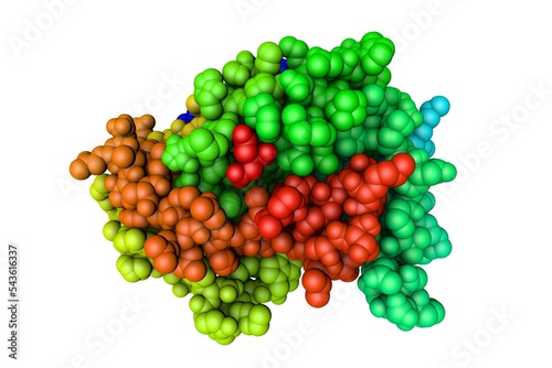 Human aldose reductase in complex with inhibitor IDD594. Space-filling molecular model. Rendering based on protein data bank entry 1us0. Rainbow coloring from N to C. 3d illustration photo