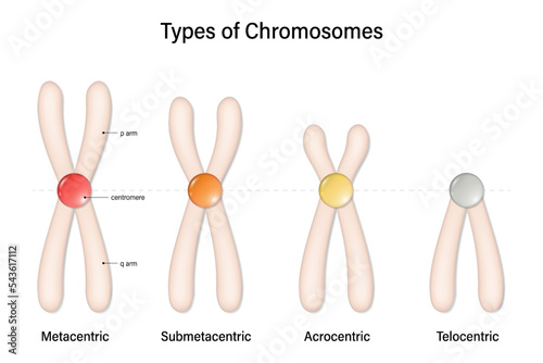 Type of chromosome. Metacentric, Submetacentric, Acrocentric, Telocentric. Classification of chromosomes to the position of centromere.