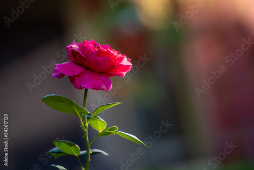 closeup of isolated beautiful purple rose in the sunny summer garden with blurred background