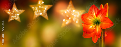 Foto christmas decoration with blurry glowing star lights and red amaryllis blossom o