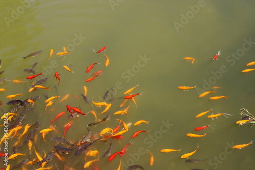 Colorful fish swim in a lake with fresh water.