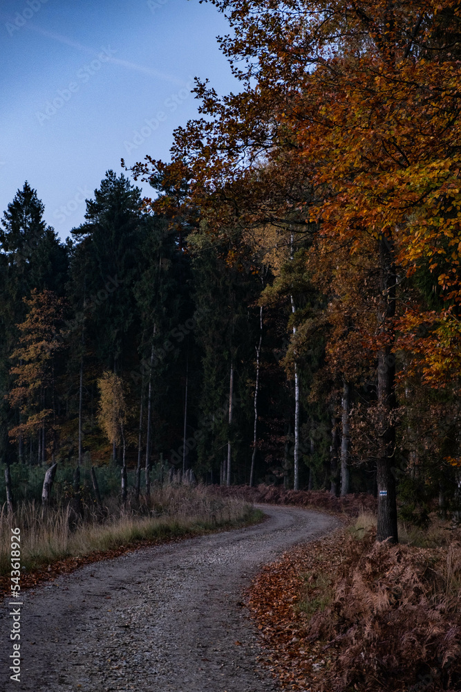 autumn in the forest