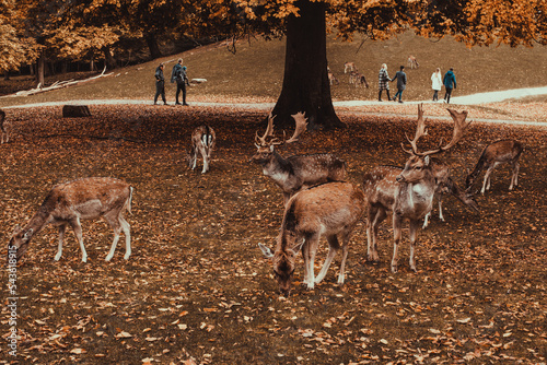 Marselisborg Deer Park. Aarhus tourism. Travel to  Denmark Jutland. Flock mammal animals. Autumn  landscape. Danish nature. Roe deer