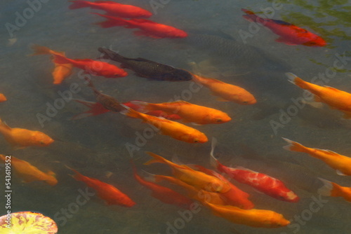 Colorful fish swim in a lake with fresh water.