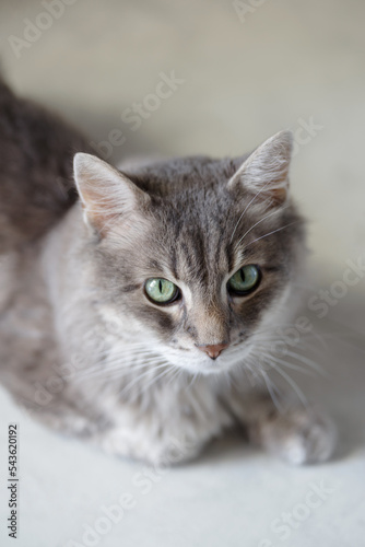 Fototapeta Naklejka Na Ścianę i Meble -  14 year old domestic cat