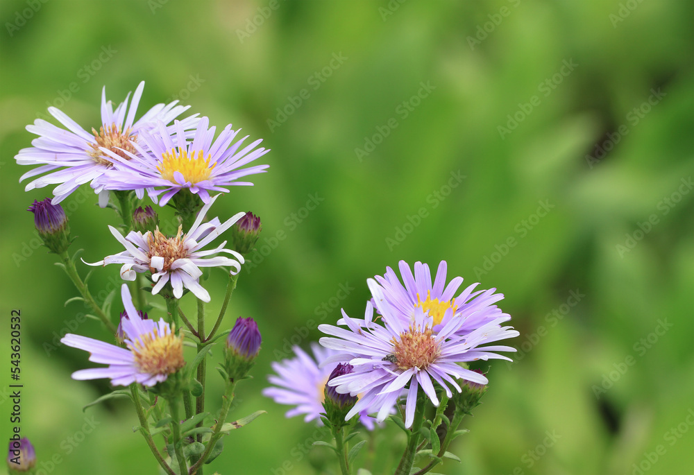 small purple flowers in the grass small purple flowers in the grass