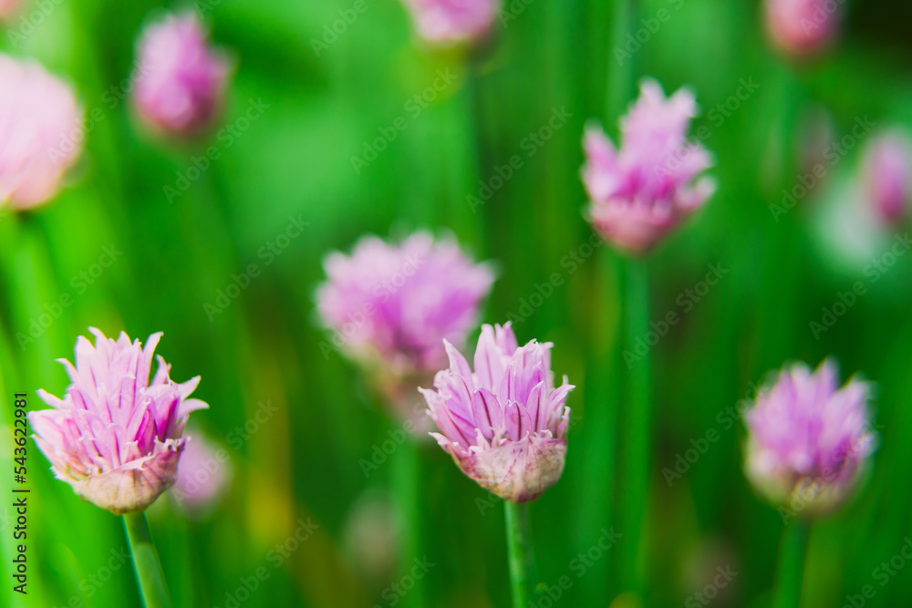 decorative garlic flowers on a green background decorative garlic flowers on a green background