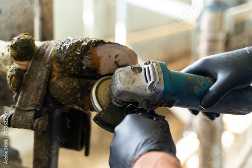 Milk farming cow legs. Farm clean cow hoof. photo