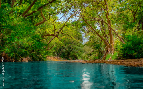 lake in the forest