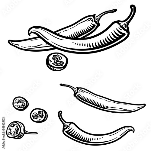 Vector illustration of a chili pepper in engraving style. Set of chili peppers isolated on a white background.
