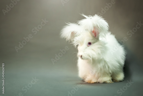 Fluffy white rabbit of the Angora breed, on a gray background, shooting in the studio.