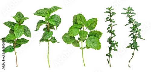 Fresh mint, melissa, thyme leaves collection isolated on white background, top view. photo