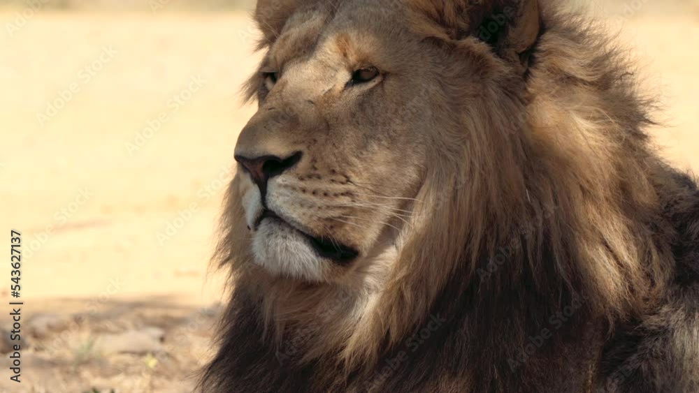 Close up of a Lion, Panthera leo, in Kruger National Park, South Africa Close up of a Lion, Panthera leo, in Kruger National Park, South Africa