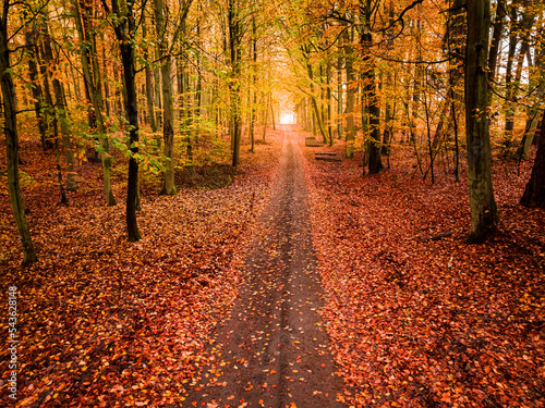 Footpath in leafy forest in Poland at autumn.
