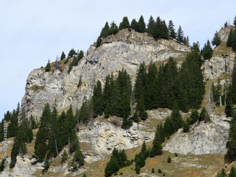 Alpine coniferous forest on steep cliffs above reservoir lake Panixersee (Lag da Pigniu) in the Glarus Alps mountain massif, Pigniu-Panix - Canton of Grisons, Switzerland (Kanton Graubünden, Schweiz)
