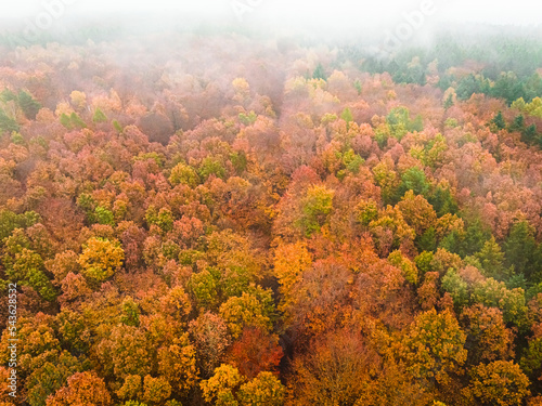 Foggy forest in autumn in P...