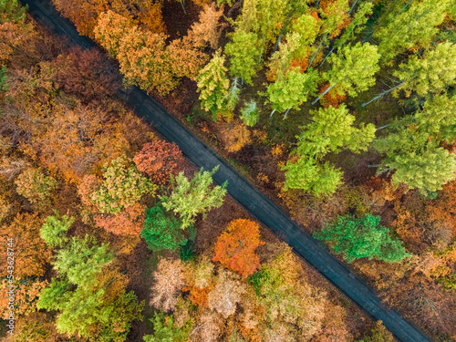 Colorful forest and dark ro...