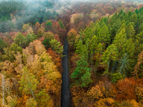 Dark road in forest in autumn, Poland.