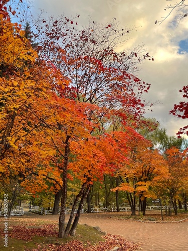autumn in the park