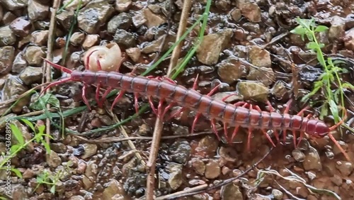 A large centipede walked along the ground and grass. photo