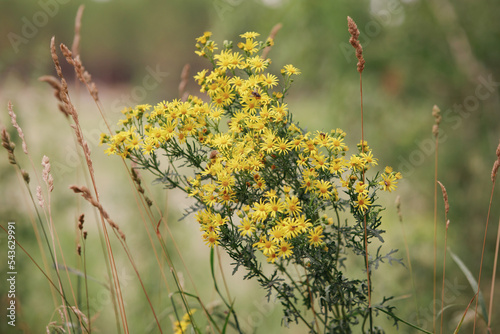 Jacobean ragwort in natural conditions. photo