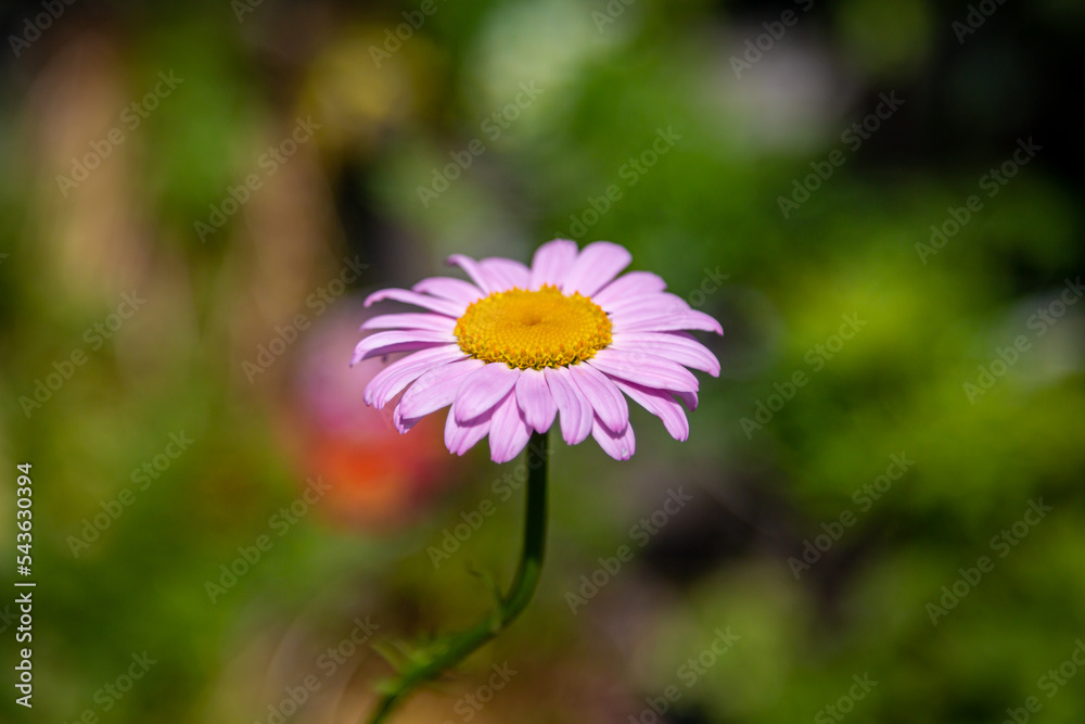 A pink daisy in the summer sunshine, with a shallow depth of field A pink daisy in the summer sunshine, with a shallow depth of field