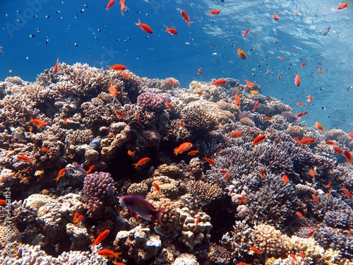 Fototapeta Naklejka Na Ścianę i Meble -  red sea fish and hard corals
