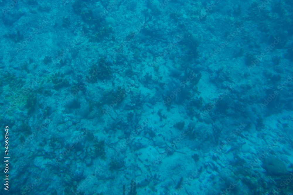 Fond marin en Guadeloupe Fond marin en Guadeloupe