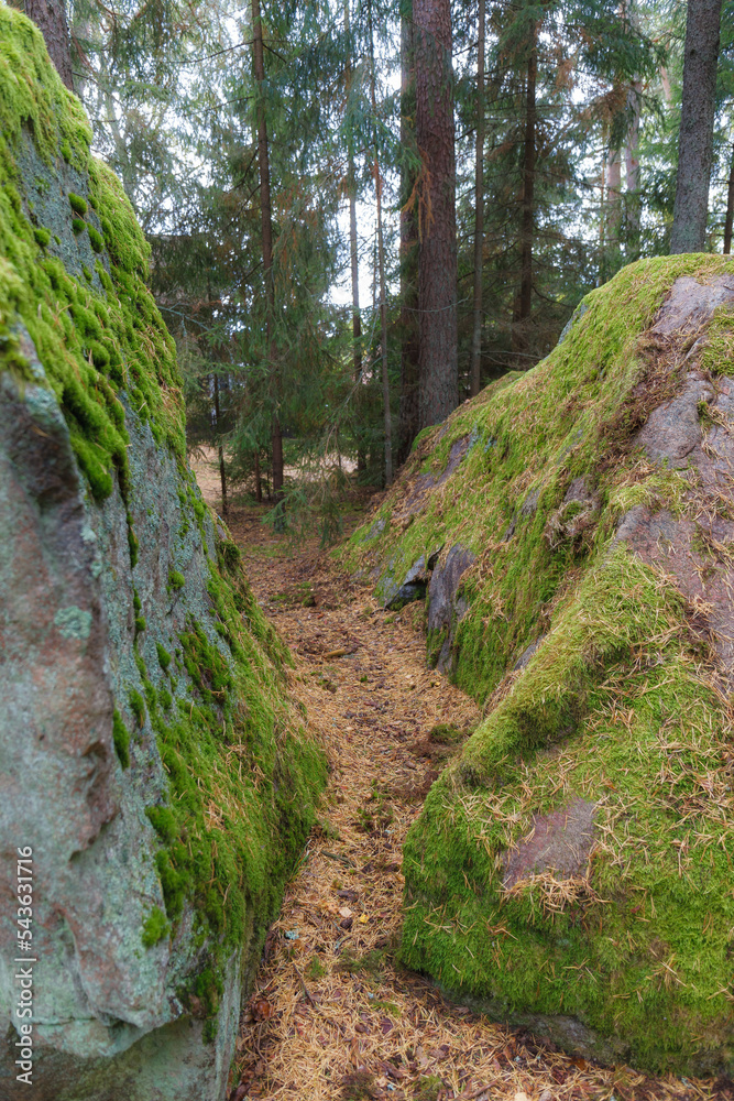 Mossy boulders in the pine forest. Estonia. Mossy boulders in the pine forest. Estonia.