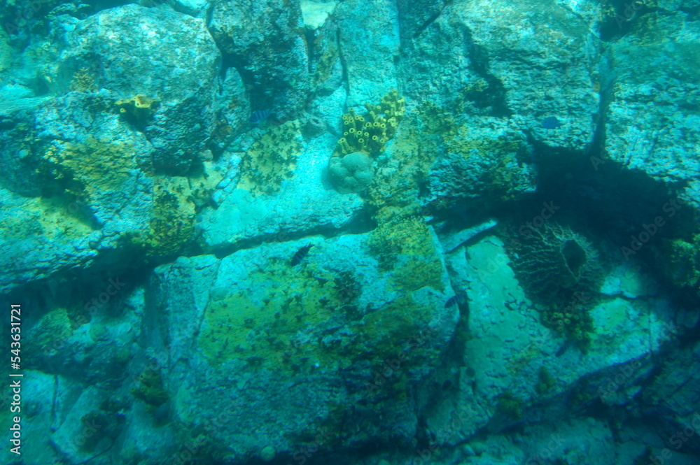 Fototapeta premium Fond marin en Guadeloupe