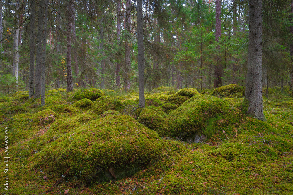 Mossy boulders in the pine forest. Estonia. Mossy boulders in the pine forest. Estonia.