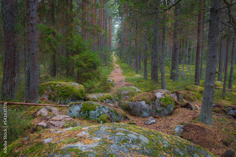 Mossy boulders in the pine forest. Estonia.