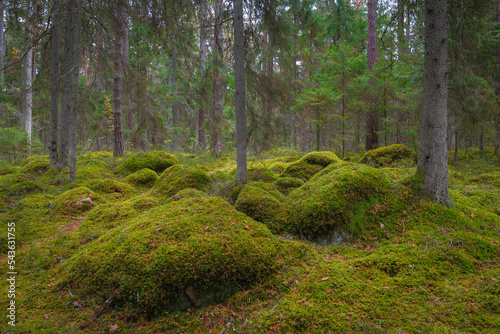 Mossy boulders in the pine forest. Estonia. © yegorov_nick
