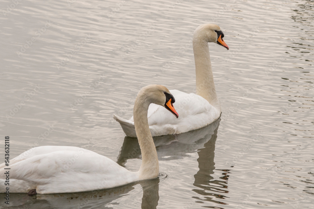 Obraz premium Cygnes