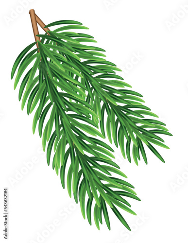 Green fir branches, decoration for Christmas and New Year on a transparent and white background. Universal template for flyers, postcards, price tags, invitations, Christmas tree vector no raster