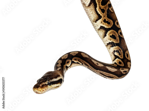 head shot of Ball python aka Python regius, isolated on white background. photo