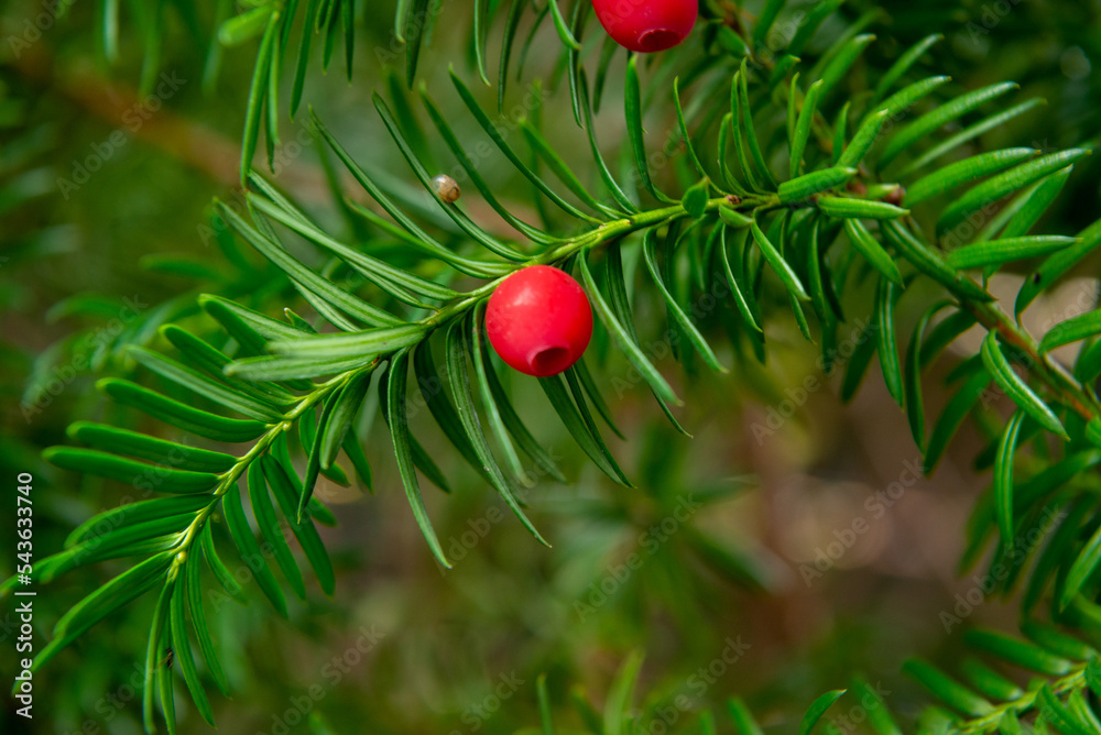 Obraz premium English Yew (Taxus Baccata) fruits in the garden close up. 
