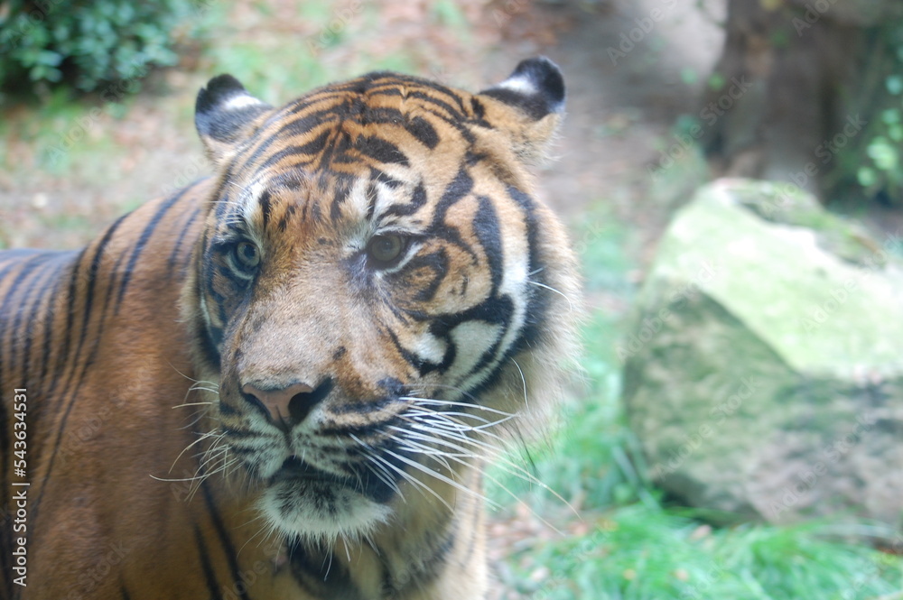 Fototapeta premium Tigre
