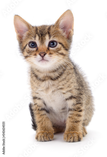 Kitten on white background.