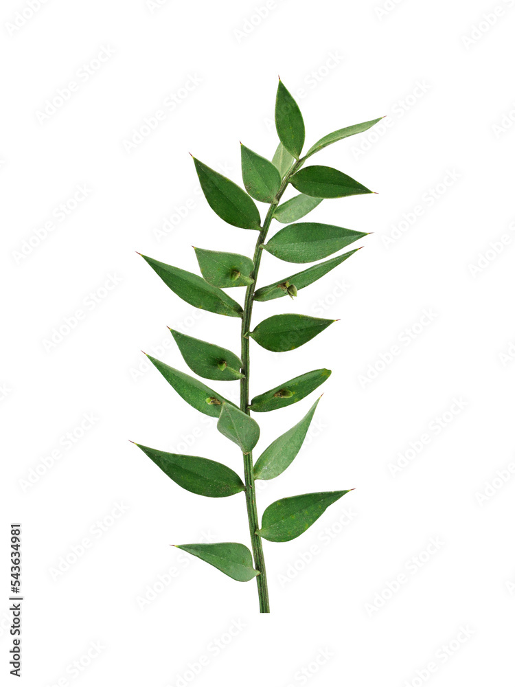 Naklejka premium curved green leaf for composition