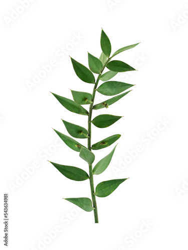 curved green leaf for composition
