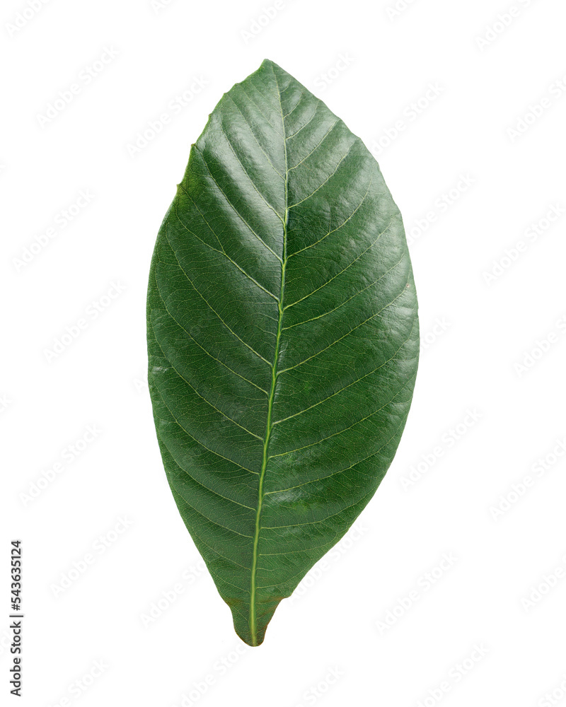 Obraz premium green garden leaf for composition