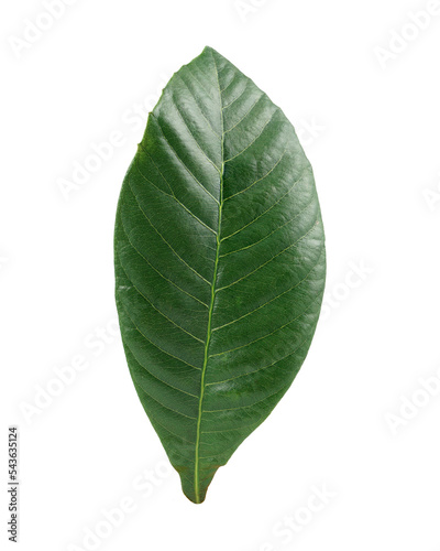green garden leaf for composition