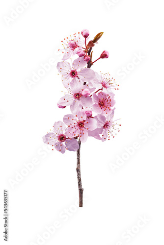 pink peach blossom in spring